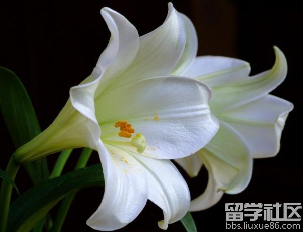 百合花语经典话语(百合花发朋友圈配语)